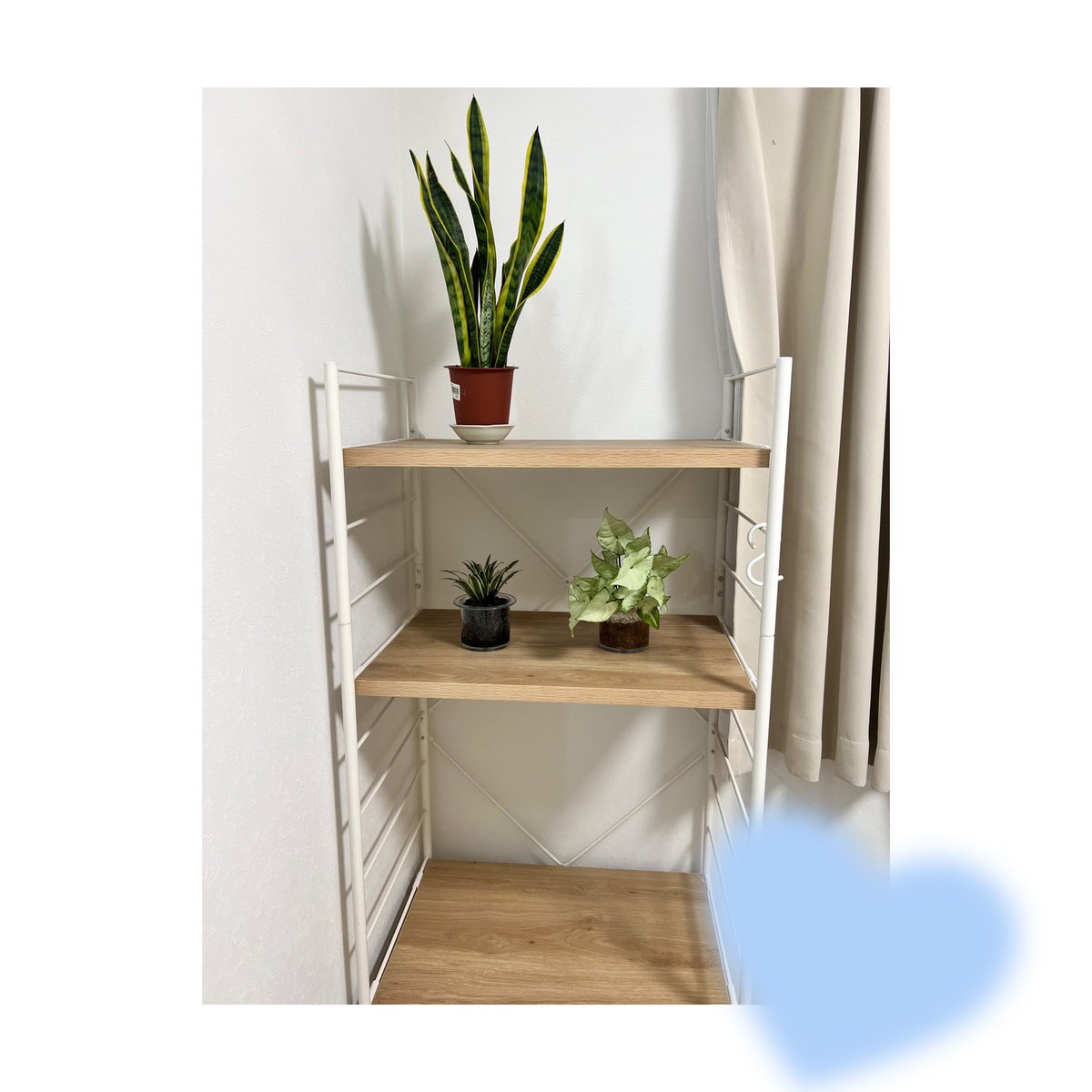 ⠀
観葉植物コーナー作った🪴

少しずつ増やそぃ
⠀