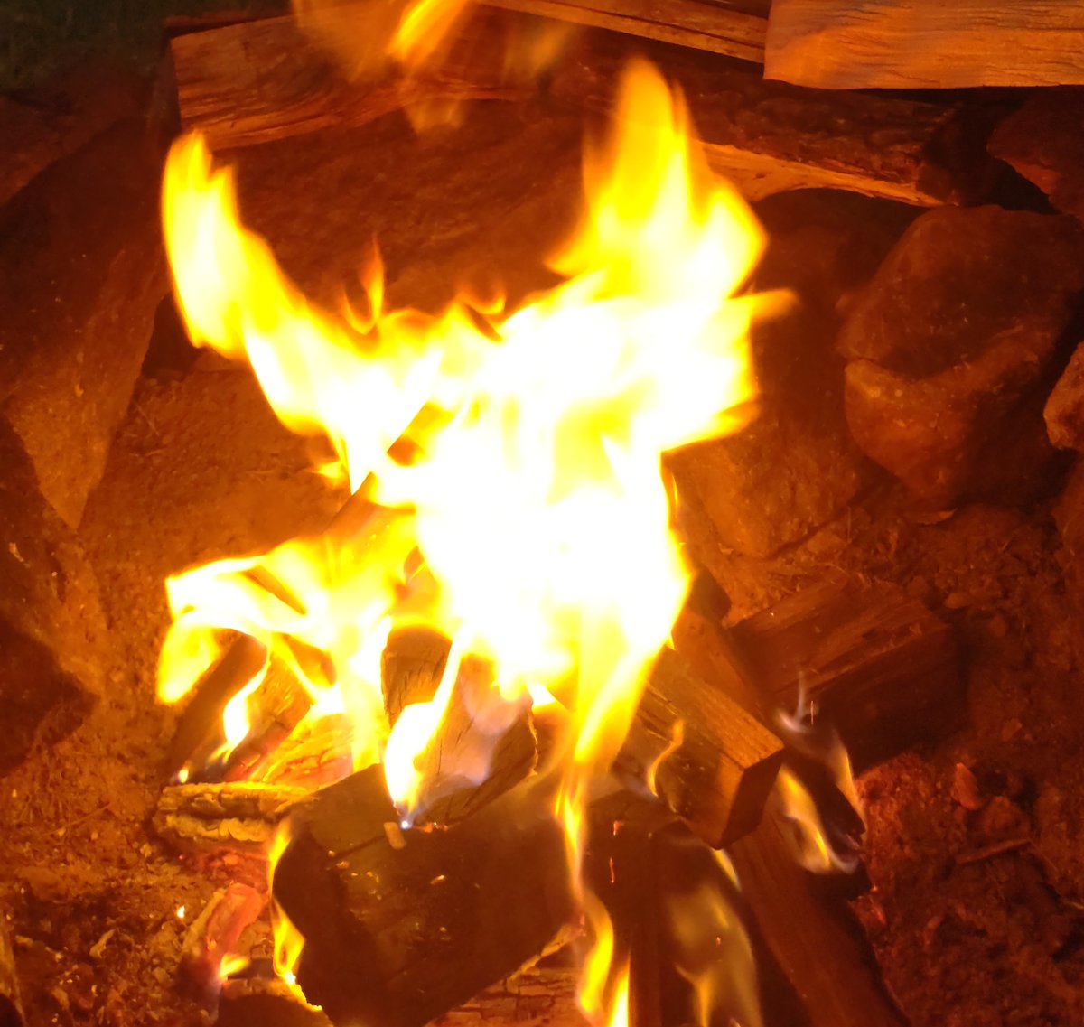 ひなた△わんcamp🎀 tweet media