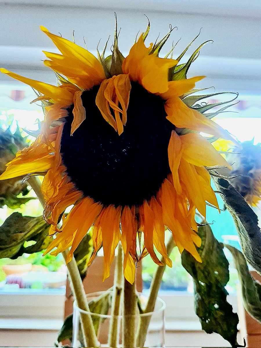 Durch den Wind... 🌻