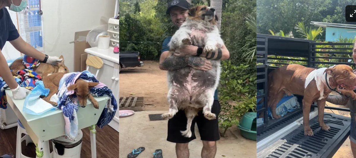 Saving 1000s Of Dogs Thanks To You 🥰🙏🐶

One person can save a few dogs and do some good on their own doorstep but to save dogs around the world at scale you need any army of people.

You might see my videos feeding street dogs from a moped and get a little smile but I wanted