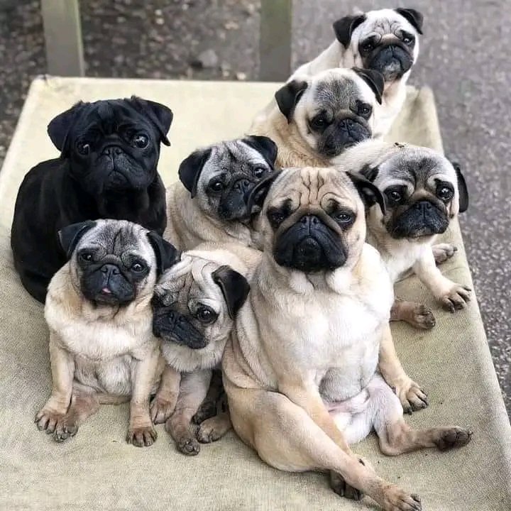 pugheaven2's tweet photo. https://t.co/iETplyfeyh