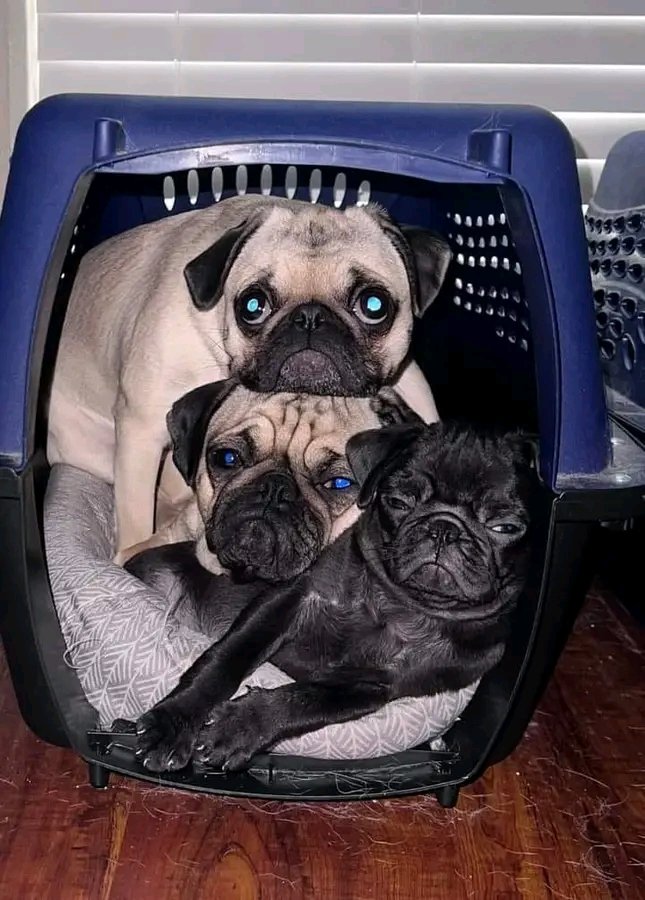 pugheaven2's tweet photo. https://t.co/g3VqSIbO1o