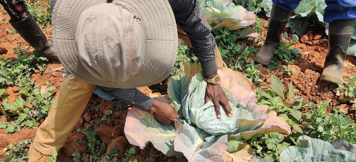 Divah Phiri tweet media