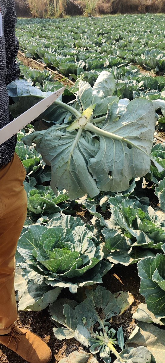 Divah Phiri tweet media