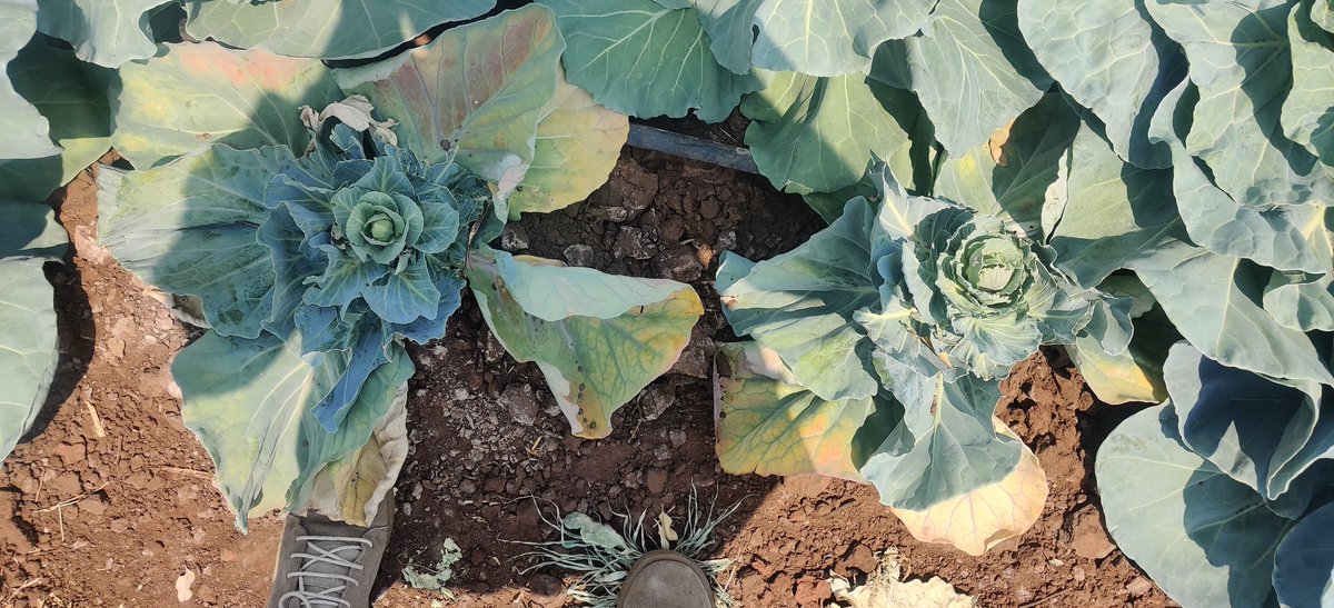 Divah Phiri tweet media