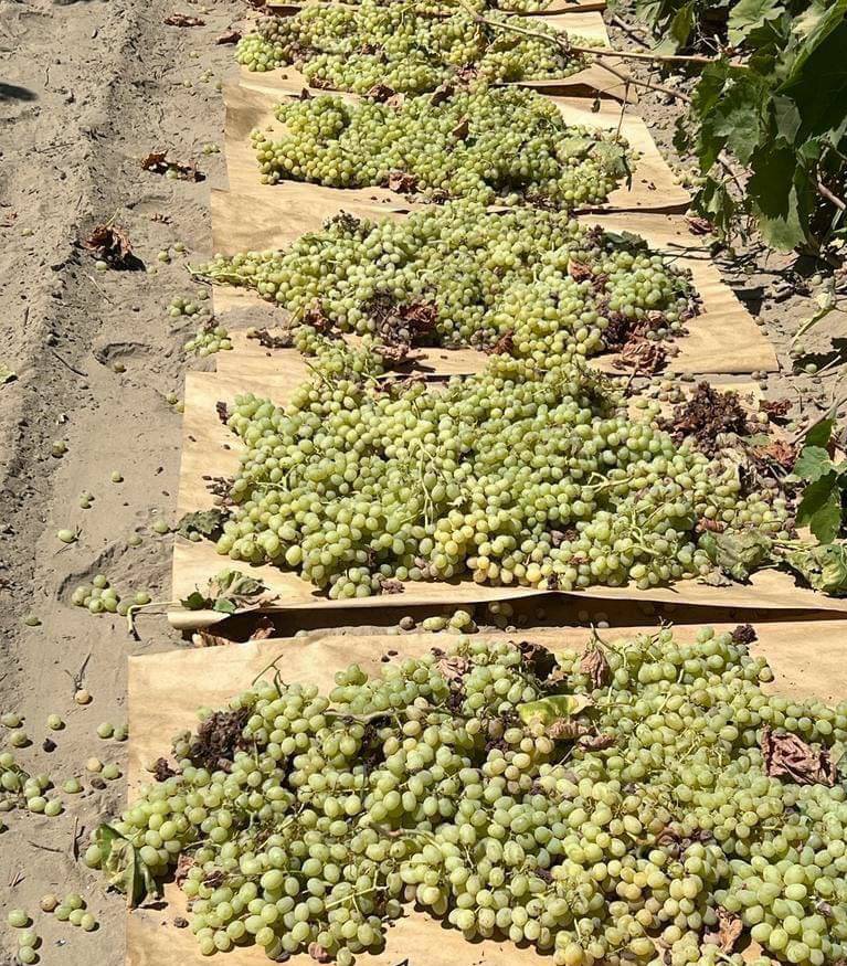 Esme is doing one of the dirtiest and worst paying jobs in agriculture, making raisins. She is in Kerman CA and earns based on how many sheets of raisins she can produce, earning just 38 cents per sheet.  #WeFeedYou