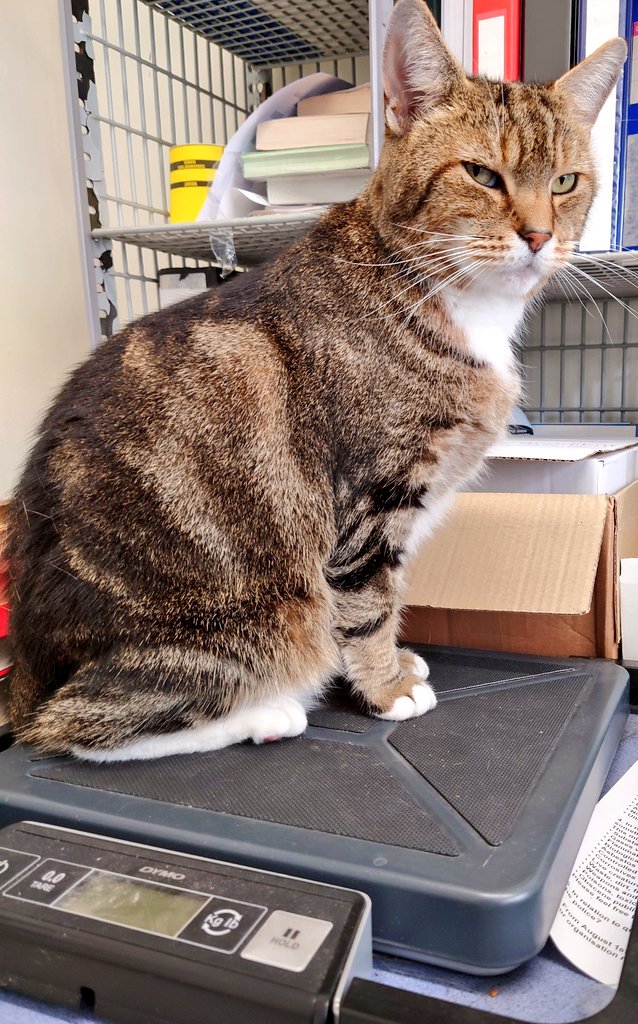 Longarmofthepaw's tweet image. When it comes to prize fighters, Colin is no light weight! 😹🥊 🔔 #ThatLook