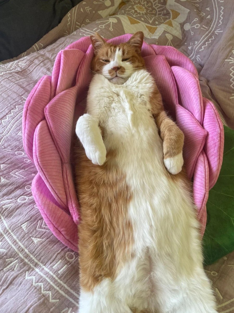 연꽃 쿠션의 이상과 현실