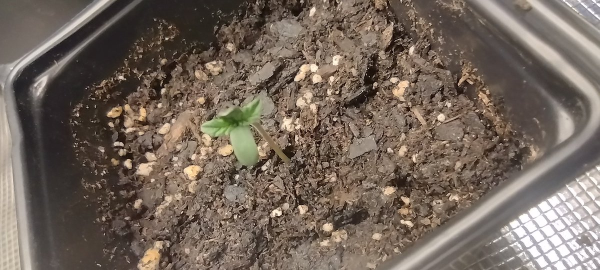 DjVisionaire's tweet photo. π±π "Black Opal x Zkittles" By @irvineseedco @breeder_j Growing in the @MarsHydroLight 2x4 #AllInOneGrowKit with the (Full Spectrum) 300 watt #Tsw2000 LED Grow light πͺπ #MarsHydroTsw2000 using @iBEX_Nutritionπ #GroSeed #growyourown #CannabisCommunity #420community #CannaLand https://t.co/oZZluLf205