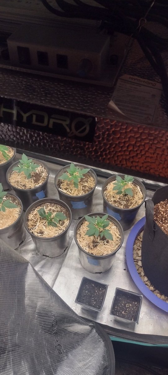 DjVisionaire's tweet photo. π±π "Black Opal x Zkittles" By @irvineseedco @breeder_j Growing in the @MarsHydroLight 2x4 #AllInOneGrowKit with the (Full Spectrum) 300 watt #Tsw2000 LED Grow light πͺπ #MarsHydroTsw2000 using @iBEX_Nutritionπ #GroSeed #growyourown #CannabisCommunity #420community #CannaLand https://t.co/oZZluLf205