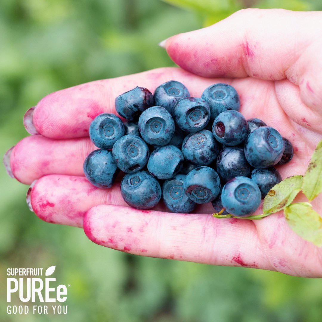 superfruitpuree's tweet photo. Look familiar? We hate to break it to you — a handful of berries a day is not going to cut it🙅🏼‍♀️🫐 
Superfruit Purèe has over 850+ wild blueberries in every bottle, making it the easiest way to get your daily dose of antioxidants in just 1/4 cup!🤯

Shop👉  https://t.co/2nzI1XWouh https://t.co/ew5OGdaOtS