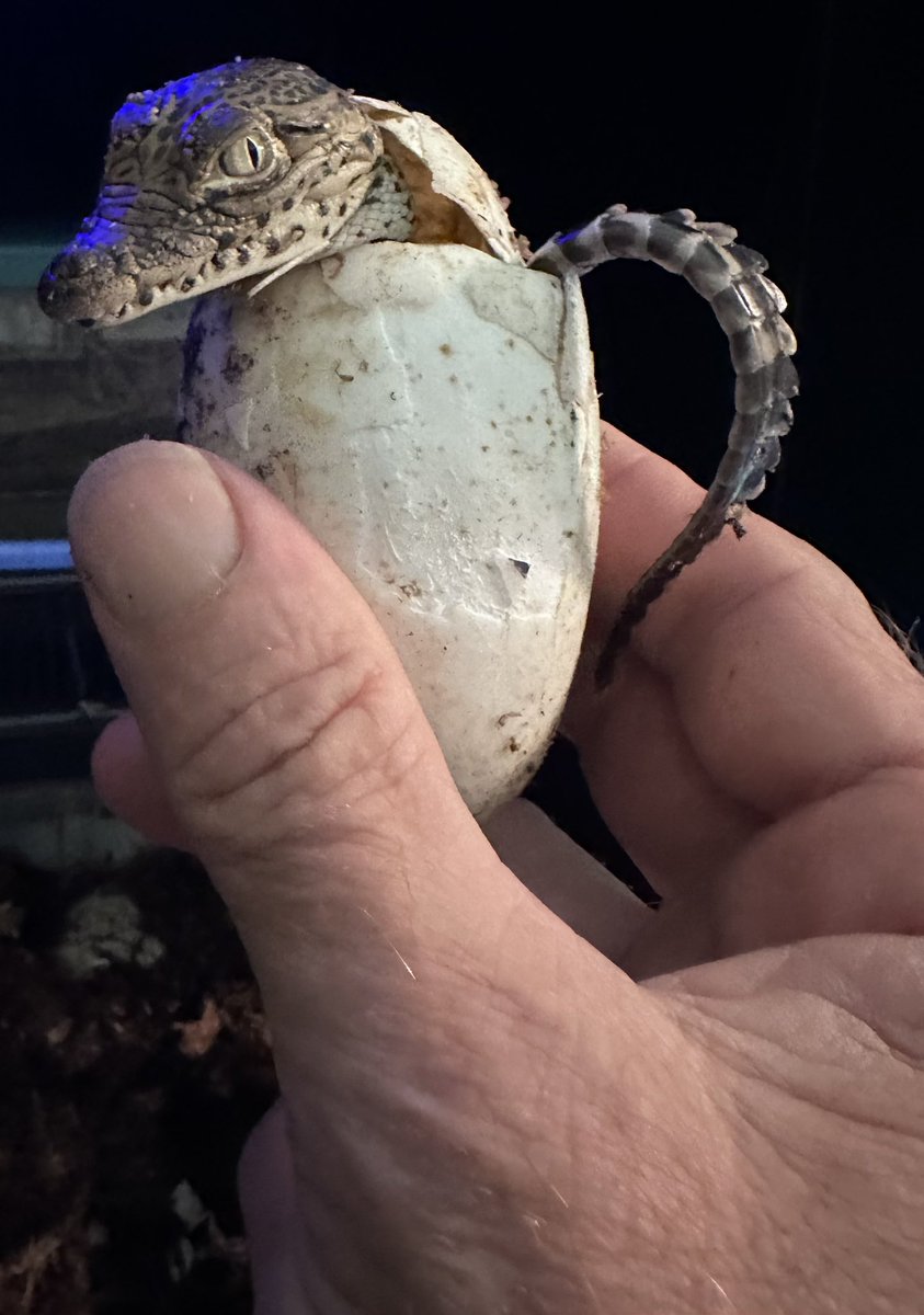 Get Swamped! tweet media