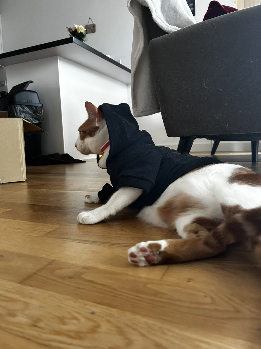 Kobe says it’s officially hoody season pals 💗 #CatsAreFamily #catsofinstagram #catsofinstagram #CatsOfTwitter #CatsOnTwitter #Saturday #SaturdayMood #cosy #winte #cute #ginger #adorable #furrycommunity #KittyTwitter