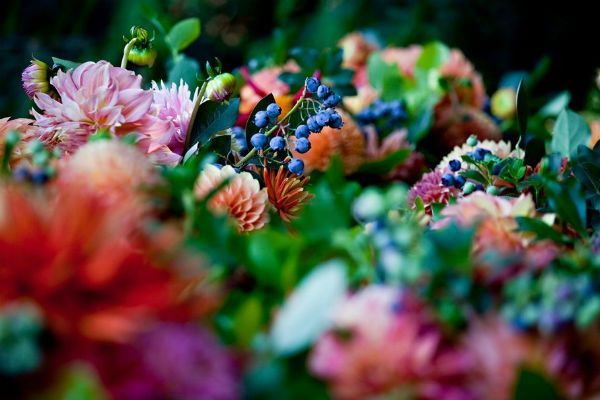 CLAVES Y TÉCNICAS PARA DOMESTICAR Y CULTIVAR ARÁNDANOS
buff.ly/46wIARa