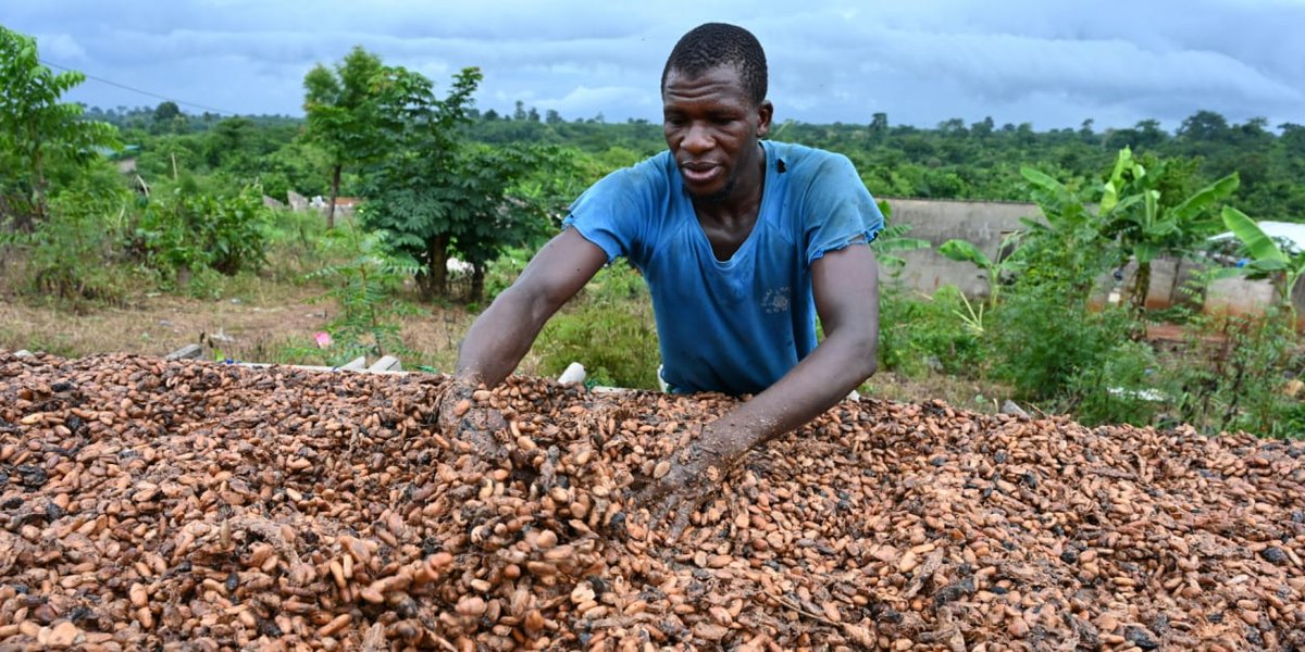 Badciss's tweet photo. 🇨🇮| Le prix  d'achat du Cacao passe de 900f CFA à 1000f CFA.
Le prix du  Café passe de 750f CFA à 900f CFA .
Campagne 2023-2024 (Officiel) https://t.co/GYH6QUzNMA