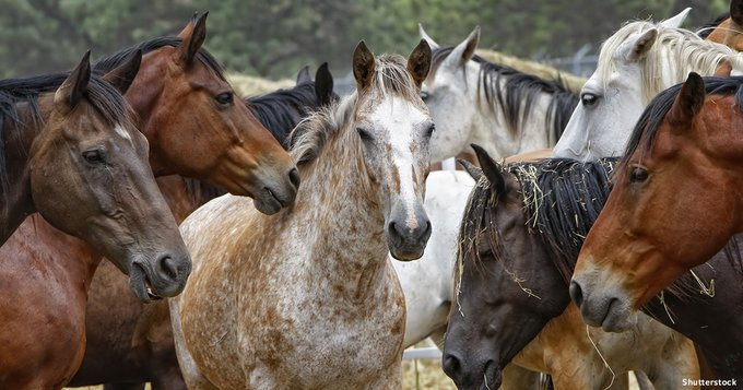 marillion13's tweet image. End Equine Slaughter with the SAFE Act, please sign/share, years ago I watched a TV docu series about a wild horse herd, that was before the #Roundups started. but I have no cellphone, I hope my signature counts: 
idausa.org/campaign/wild-…
@IDAUSA
