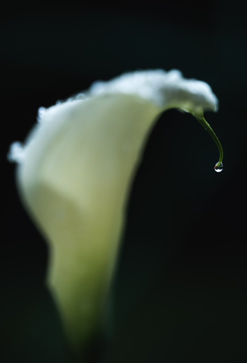 MTMarlett's tweet photo. @Sam_Alexandra23 #flowerfriday (itβs actually Saturday morning now) #CallaLilly https://t.co/e5rEbz7QnX