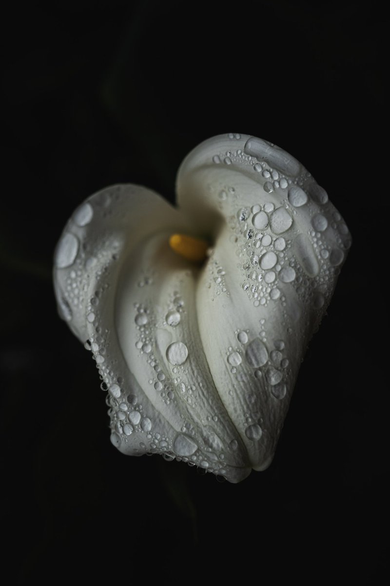 MTMarlett's tweet photo. @Sam_Alexandra23 #flowerfriday (itβs actually Saturday morning now) #CallaLilly https://t.co/e5rEbz7QnX