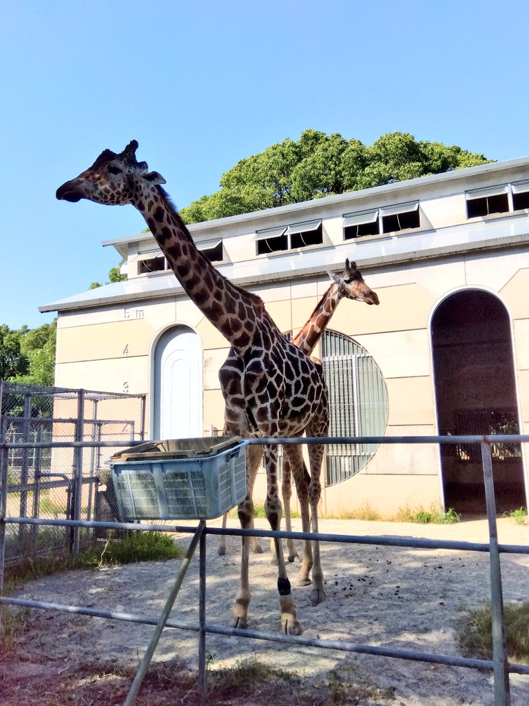 mathiro101466's tweet photo. 穏やかな雰囲気が好きです
#アミメキリン #キリン #大牟田市動物園 https://t.co/aDjf1w8Xwh