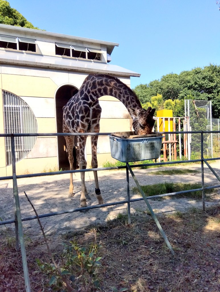 mathiro101466's tweet photo. 穏やかな雰囲気が好きです
#アミメキリン #キリン #大牟田市動物園 https://t.co/aDjf1w8Xwh