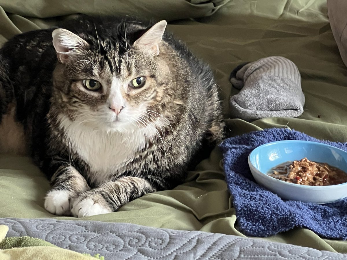 ballothecat's tweet photo. Good morning Twitter, family @GailCarangelo @Mouser33943163 @alwaysDemocrat7 @MewllerRobert and friends I am in full. #GrumpyMode https://t.co/Mtyi1zJ7ks