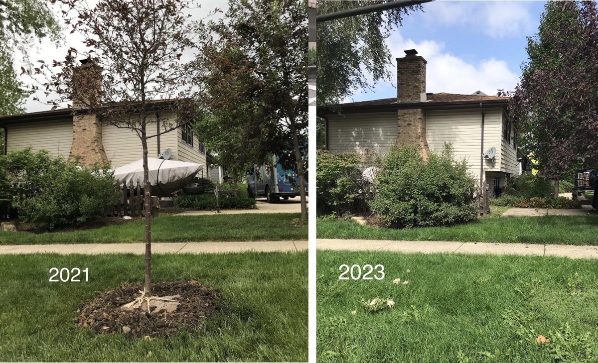 LongLiveTrees's tweet photo. @DownersGroveVlg @DownersGrvPatch @DowntownDG Why does DG continue to pay for incorrect planting + maintenance of street trees? Crews aren’t following @DownersGroveVlg standards — they’re just copying lazy landscapers.  Wasting valuable  $$$, materials, water, labor, and TIME… https://t.co/teKzzCaP4p