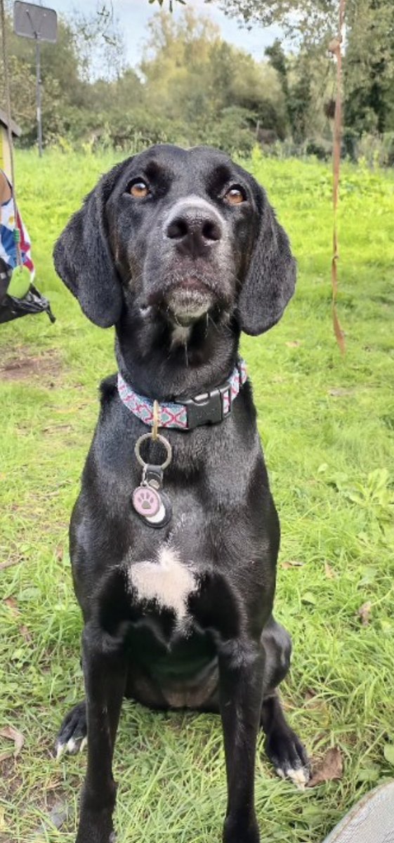 Quand je lis chaque jour les horreurs des humains , je me réfugie vers l'amour de ma vie mon chien . Les animaux nous aiment battons nous sans relâche contre la maltraitance , dénonçons , boycottons tout ce qui les fait souffrir #simonelechien #stopmaltraitance