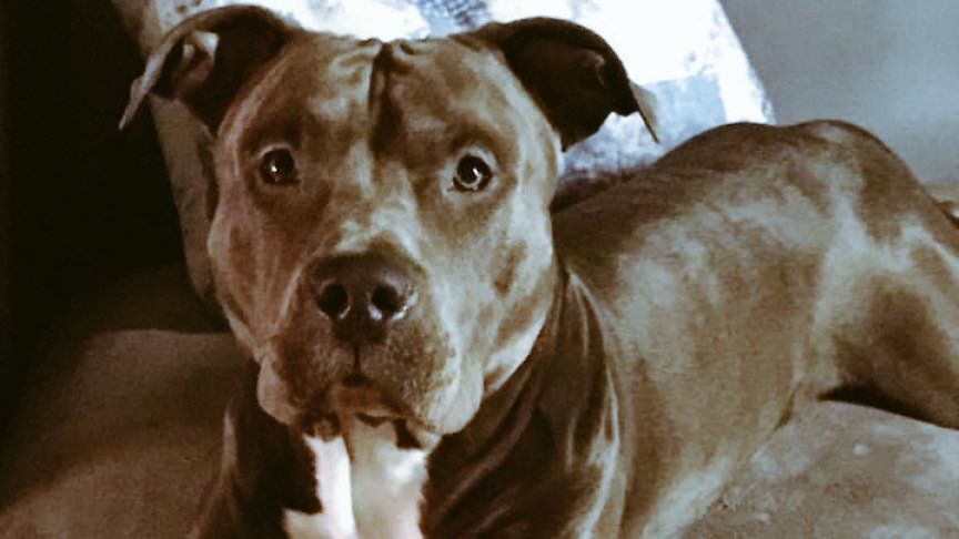 dogs_stylee's tweet photo. Quand c'est l'heure de la promenade 
#dog #amstaff https://t.co/nW9wJCXyZO