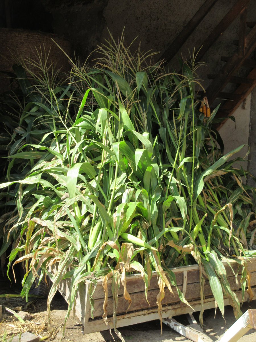 RenskeSvetlin's tweet photo. Koruza - turšca - sušenje v Sloveniji na podeželju
slike z izletnih pohajanj kar tako
#Slovenija #kmetijstvo #kmet #Slovenia #farming #tradicija #agriculture #Slovenija #Evropa #Europe #farmer #kmetija #koruza #corn #foodproduction #food https://t.co/bZVaTNsHrp