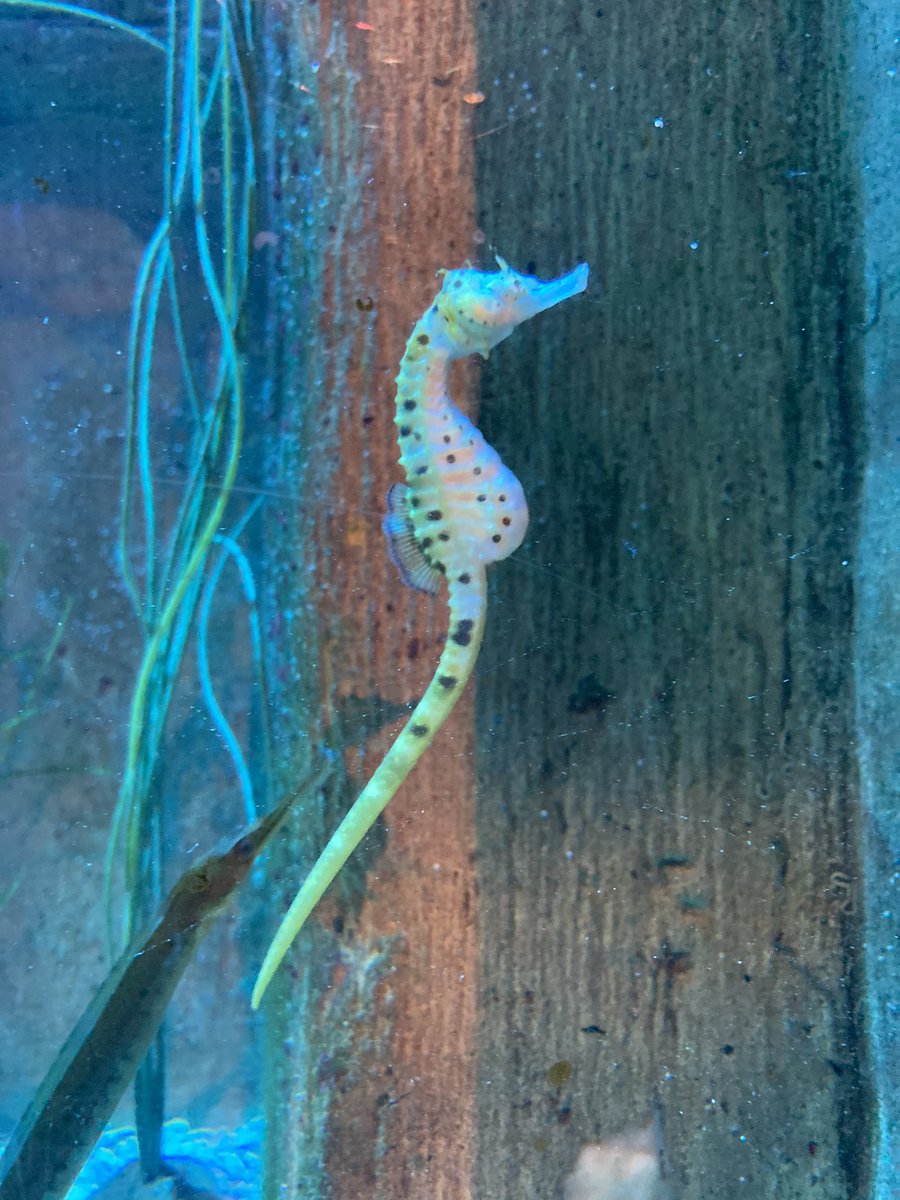 QUB Marine Biology and Zoology Society tweet media