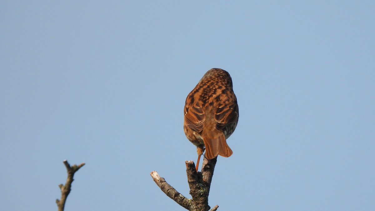 inja5248's tweet photo. #heggenmus ik vind het een mooi vogeltje en een vrolijke fluiter๐ฆ
#prunella_modularis #BirdsSeenIn2023๐ณ๐ฑ #birdphotography
@vogelnieuws @Britnatureguide @Sovon
@VroegeVogels @Roots_NL @zoomnl
@NatureTodayNL @NatuurfotoNL
@pictureofNL @birdingholland https://t.co/UOZDQeO1LZ