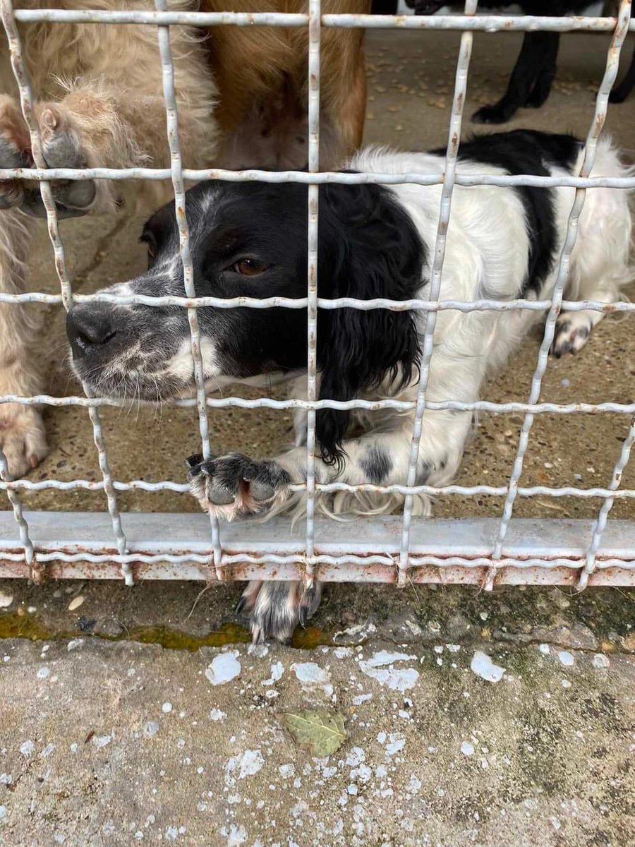 AdAstraRescue's tweet photo. Urgent plea‼️ this lovely girl is desperate for us to save her. She has been dumped in a kill shelter in Bosnia. We need to raise over €700 to go and get her. PLEASE if you can spare even a pound we would be so grateful. Donation details in pics #urgent #donate #doginneed #help https://t.co/0oSVTh2pgI
