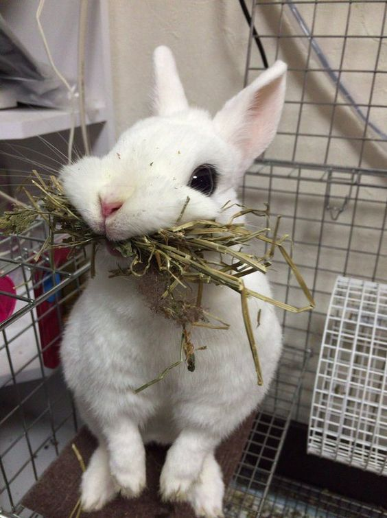 RabbitEveryHour's tweet photo. https://t.co/ujdC2YDgOk