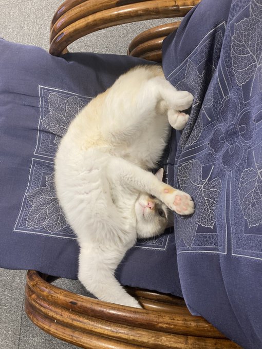 「瞑目 白い猫」のTwitter画像/イラスト(新着)｜4ページ目