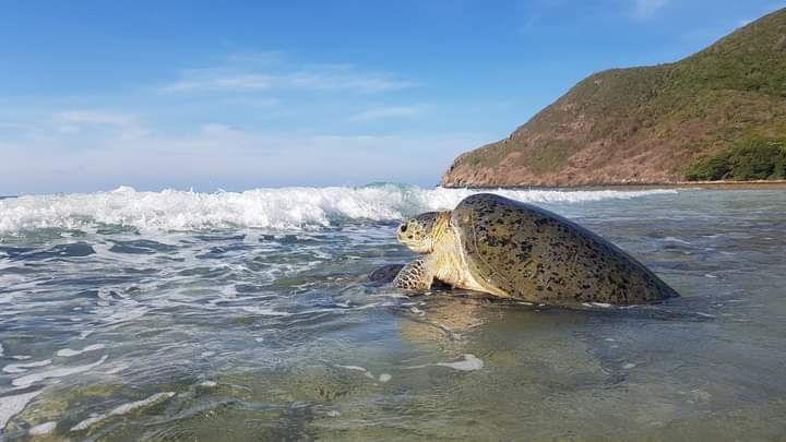 trutle_official's tweet photo. Some turtle species can live to be more than 100 years old, including the American Box Turtle.
#tortoise #tortoises #babytortoise https://t.co/yTu7eM6fzR
