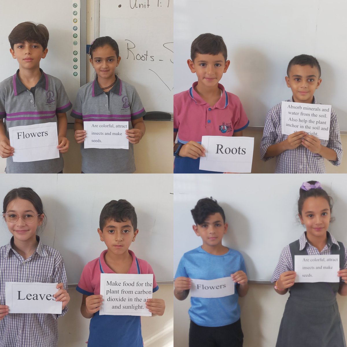 SamahGhorabi's tweet photo. Find your Partner Strategy" is one of the most strategies my learners like! 
Grade 4 learners applied it to know the function of each plant part.
@makdawhaschool @soha_nj @raefa_jomaa https://t.co/xPKyiRAvSO