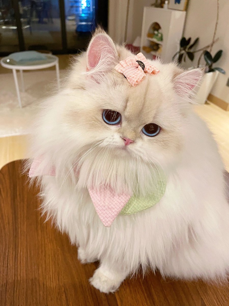 BennyKHarman's tweet photo. Today while resting at home, I made my little girl look beautiful, but she seems to be confused. Haha🐈🌷 https://t.co/7JR06gI1F8