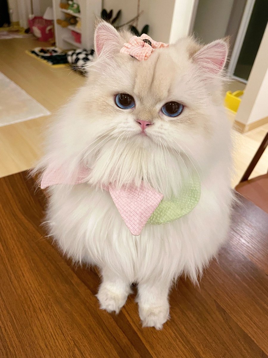 BennyKHarman's tweet photo. Today while resting at home, I made my little girl look beautiful, but she seems to be confused. Haha🐈🌷 https://t.co/7JR06gI1F8