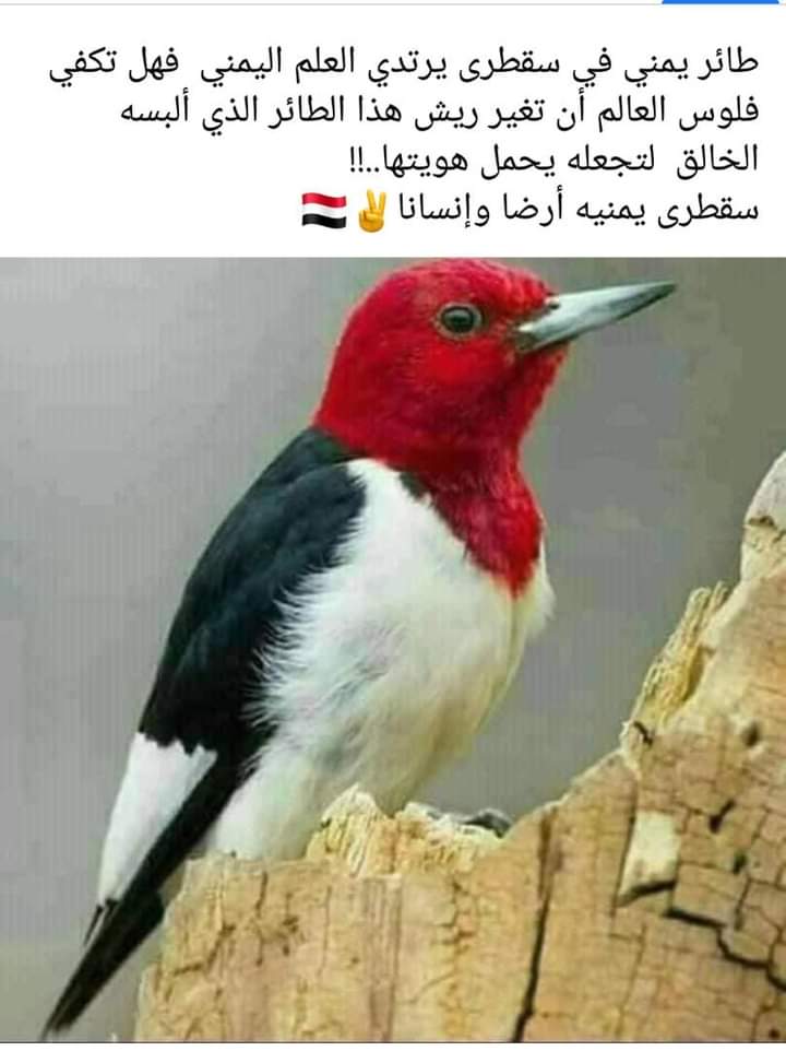 سيف ابن ذي يزن (@salmandh12) on Twitter photo 