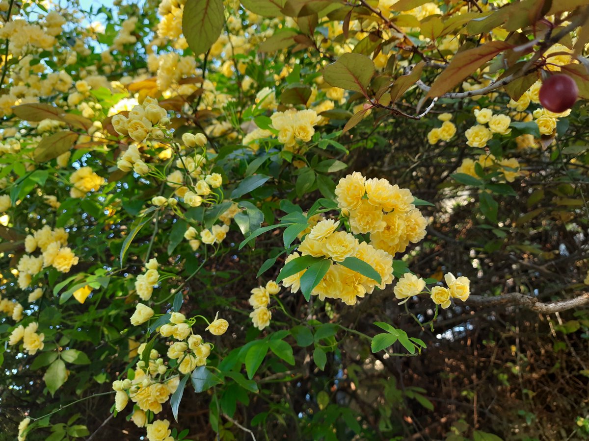 Feisha477494's tweet photo. Lovely flowers 
#UC_11937 #u#UC_11937  #UC_11937  ##yellow # flowers ##pop https://t.co/hKiMbRF6Sj