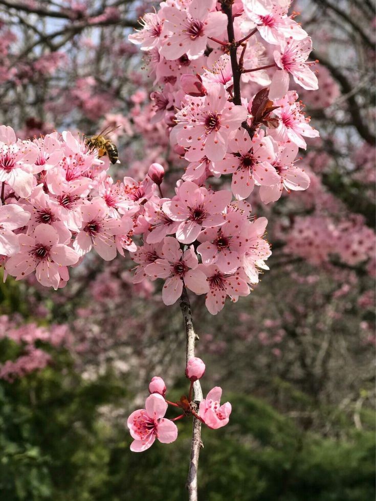 tubatuflwrshop's tweet photo. flower delivery for: @zamoscherry

flowers: roses, crochet flowers, cherry blossoms 

💌: :))))

📝: capricorn<3 https://t.co/zU0GVbrolj