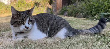 sara1969's tweet image. MISSING OVER A WEEK 🥺
My parents cat PICKLE is missing from #Beckenham area, please keep a look out for her and help get her home. They are very worried and Pickle’s mum is so sad. 
#MissingCatsUK
 #LostCatsGB
@PickliciousF please ask your cat fans to share 😘