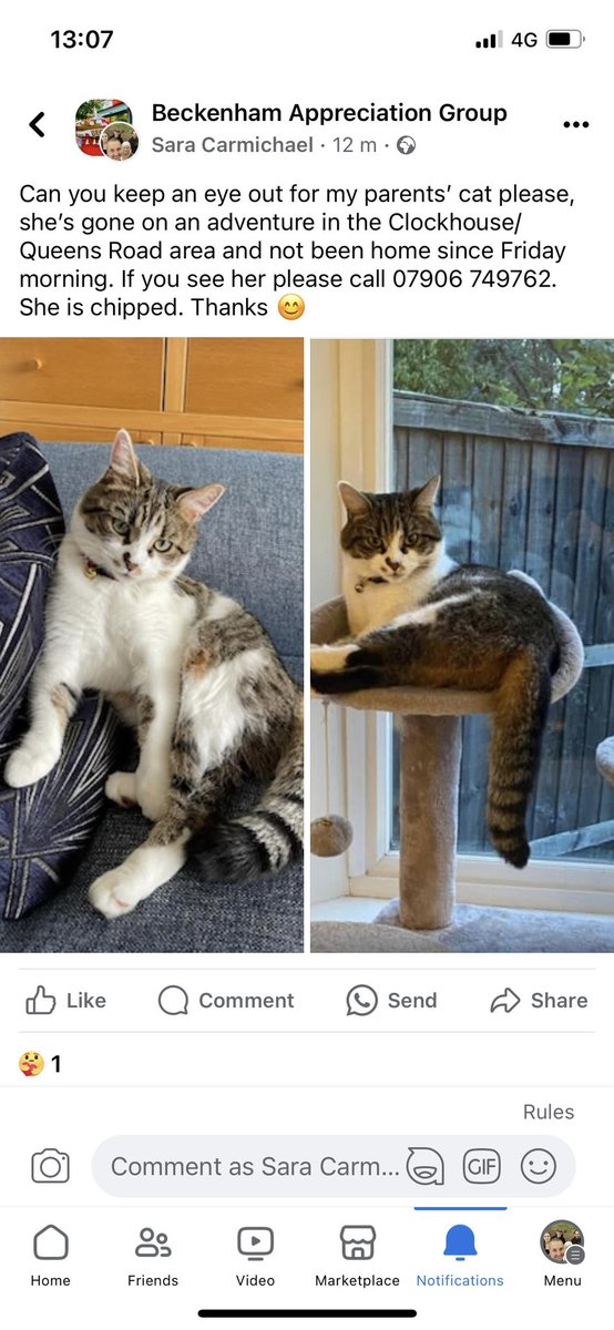 sara1969's tweet image. MISSING OVER A WEEK 🥺
My parents cat PICKLE is missing from #Beckenham area, please keep a look out for her and help get her home. They are very worried and Pickle’s mum is so sad. 
#MissingCatsUK
 #LostCatsGB
@PickliciousF please ask your cat fans to share 😘