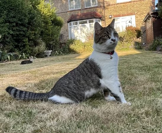 sara1969's tweet image. MISSING OVER A WEEK 🥺
My parents cat PICKLE is missing from #Beckenham area, please keep a look out for her and help get her home. They are very worried and Pickle’s mum is so sad. 
#MissingCatsUK
 #LostCatsGB
@PickliciousF please ask your cat fans to share 😘