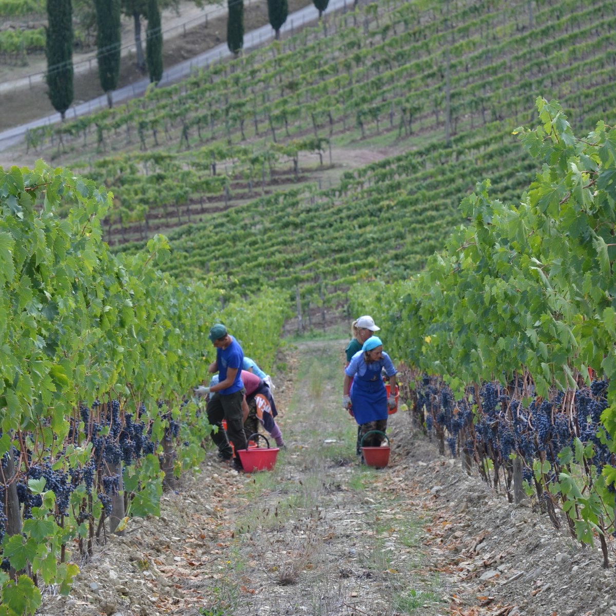 To Tuscany tweet media
