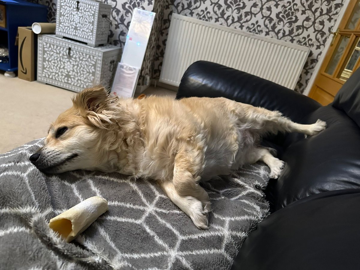 RealJMRobson's tweet photo. I’m so very happy lying here ❤️❤️

#rescue #rescuedog #rescuedogsofinstagram #rescuedogs #rescuedogsrock #rescuedogsofig #rescuedogsarethebestdogs #rescuedogsofinsta #rescuedismyfavoritebreed #rescuedisthebestbreed #doggo #dogsofinstagram #dogstagram #lovemydog🐶 #lovemydogs❤️ https://t.co/RQHjXTNIkG