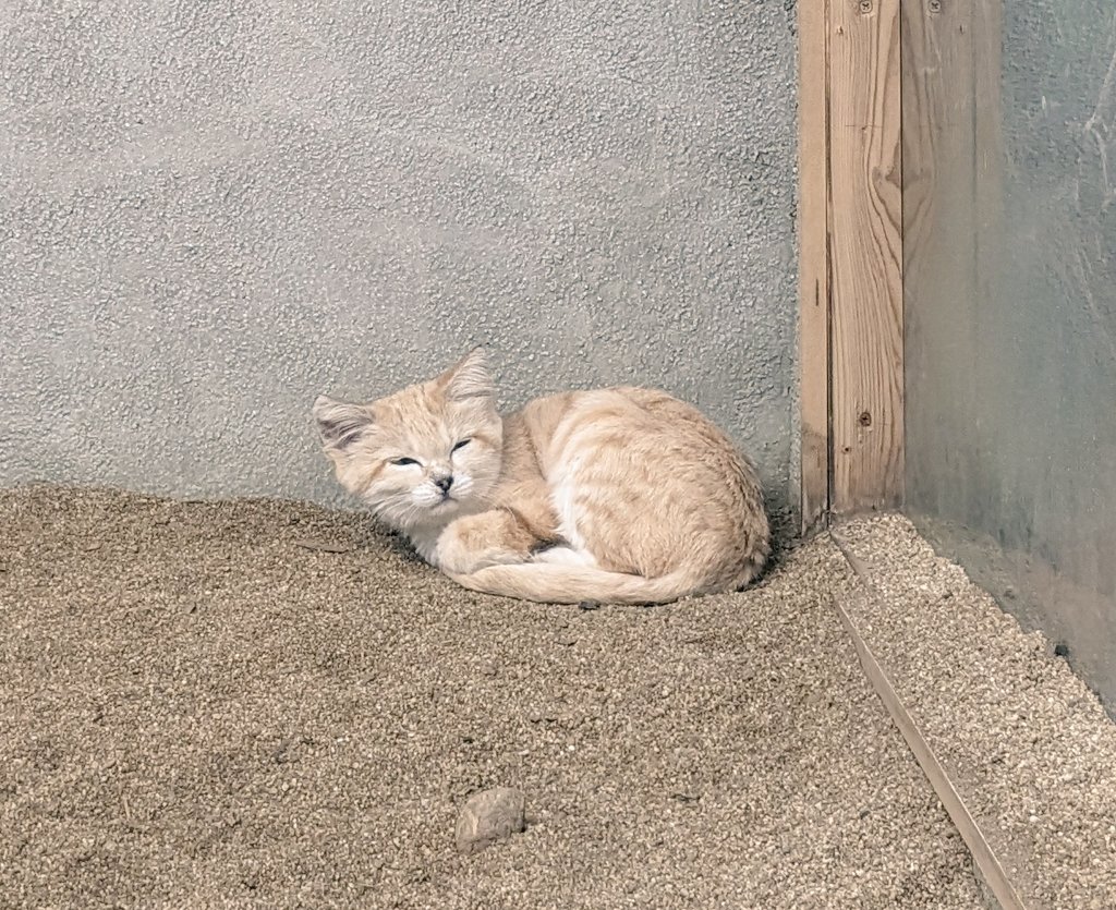 Taka_eir_asca's tweet photo. 本日の現場☺️🐈🦜
溢れるスナネコ欲と鳥欲、満たして参りました🥰(わたしが行きたかっただけとも言うw)
可愛いけどギラついてる✨
そんなあの子にメロメロっ!😼😍
#今日のスナネコ
#ASCA
#RealDawn
#神戸どうぶつ王国 https://t.co/XLTMzVdtcY