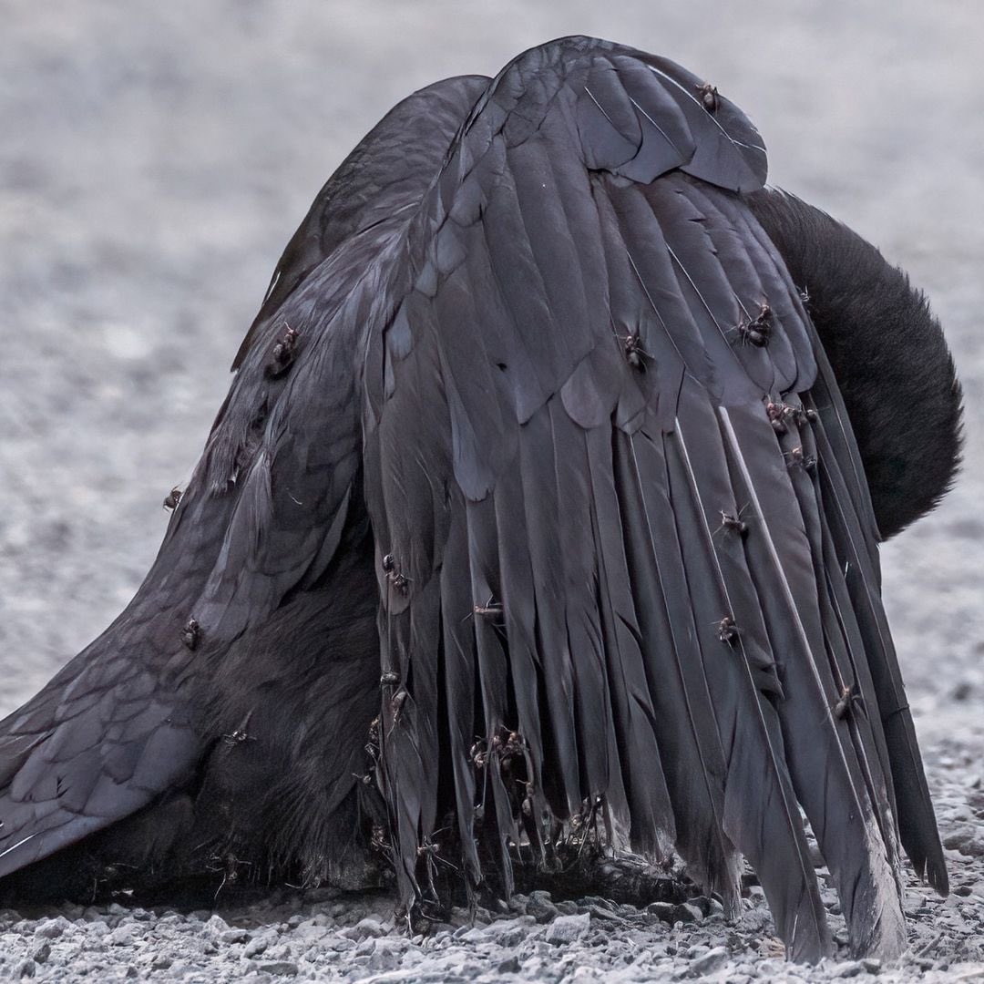 sciencegirl's tweet image. This crow has allowed itself to be covered in ants 

Birds engage in a fascinating behavior called anting, where they rub insects, especially ants, on their feathers and skin. This can be done actively by picking up insects and applying them to their body or passively by lying in…