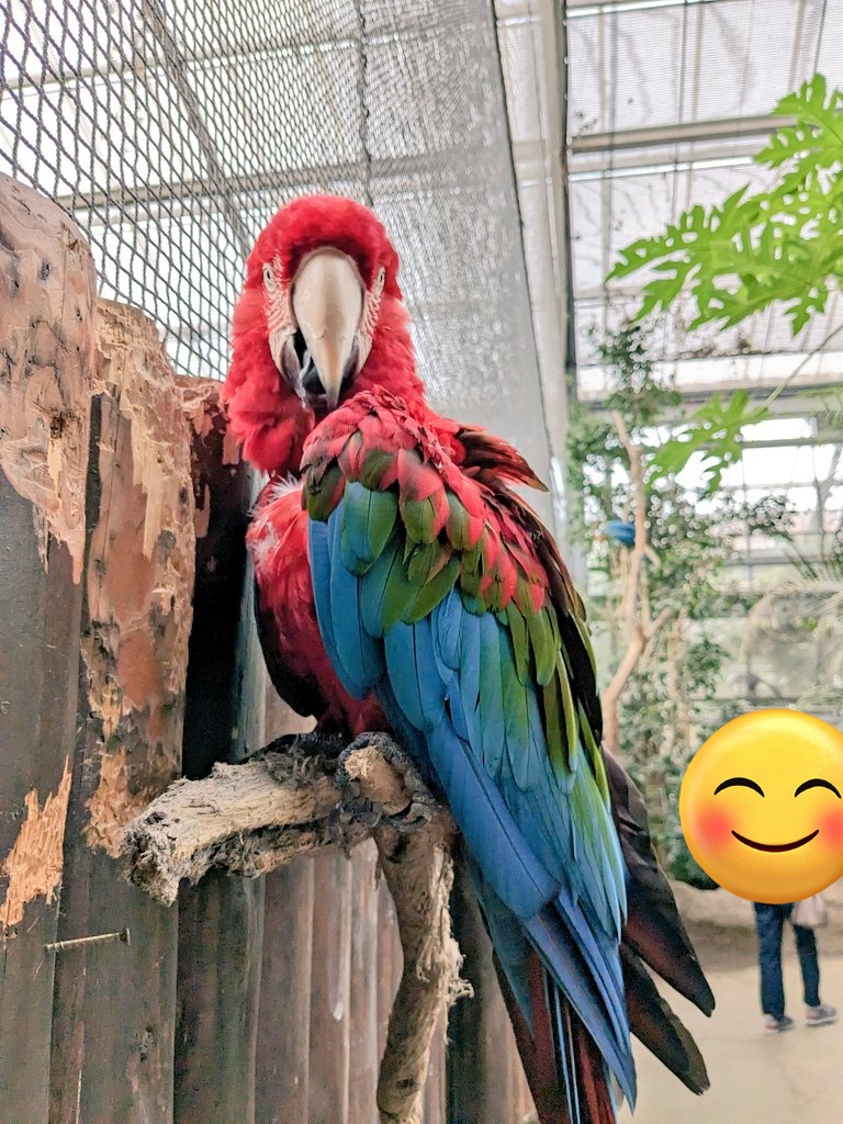 Taka_eir_asca's tweet photo. 本日の現場☺️🐈🦜
溢れるスナネコ欲と鳥欲、満たして参りました🥰(わたしが行きたかっただけとも言うw)
可愛いけどギラついてる✨
そんなあの子にメロメロっ!😼😍
#今日のスナネコ
#ASCA
#RealDawn
#神戸どうぶつ王国 https://t.co/XLTMzVdtcY