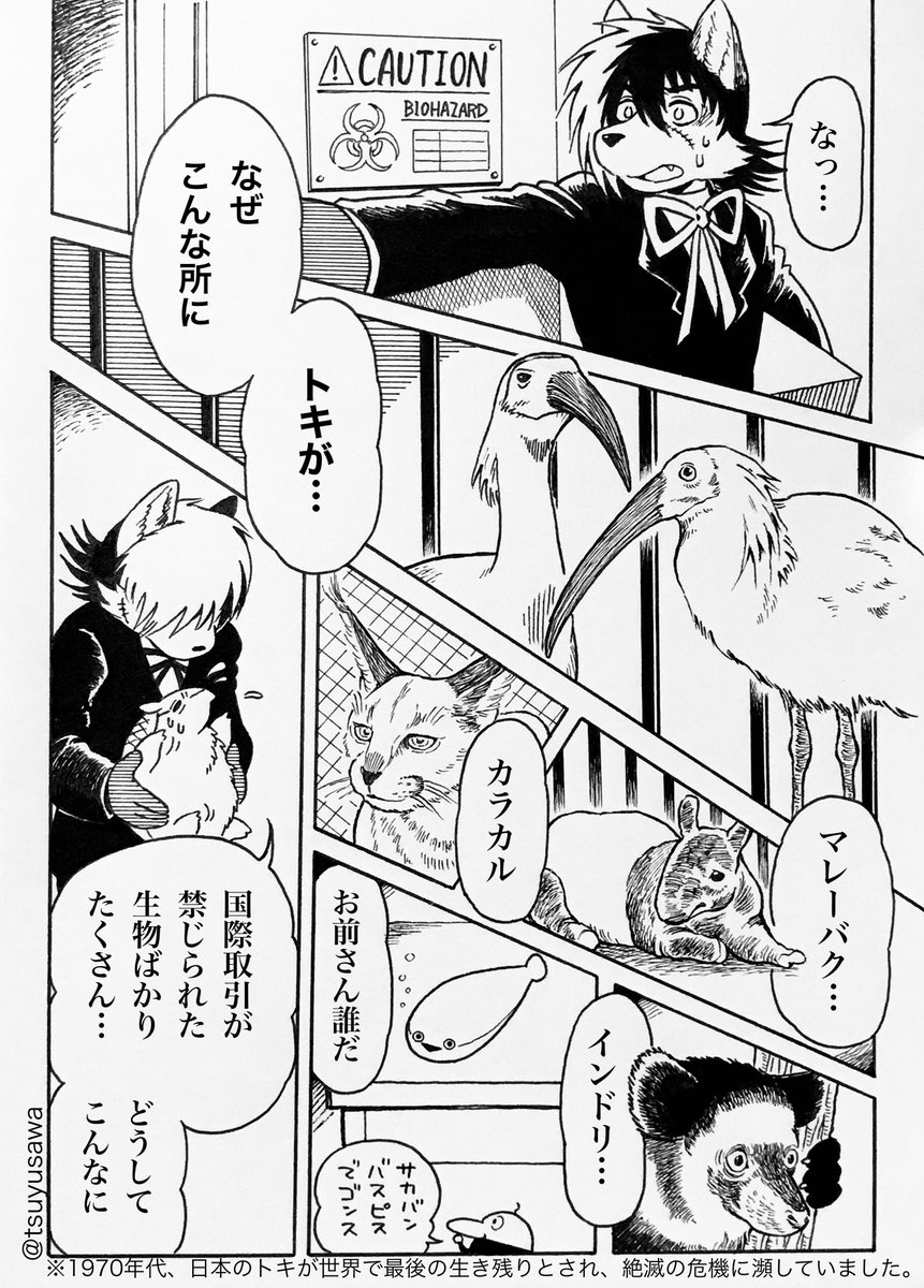 (前回からの続き)
 #突然ケモミミが生えてしまったジャピノ 
(25,26,27,28)

犯罪組織の陰謀に巻き込まれていくブラックジャック📦🐾🐾 